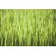 Organic Barley Grass